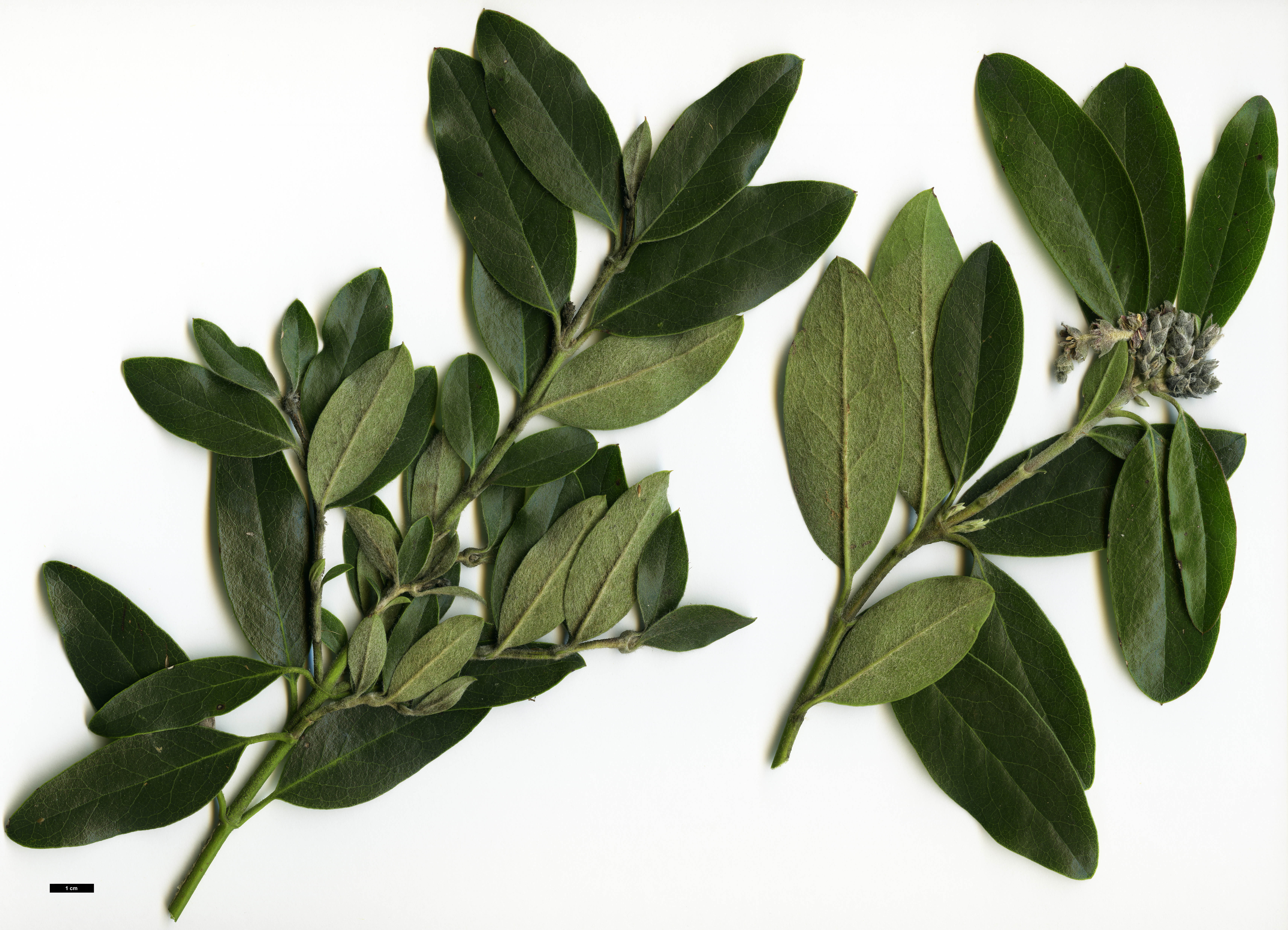 High resolution image: Family: Garryaceae - Genus: Garrya - Taxon: ×thuretii (G.elliptica × G.fadyenii)
